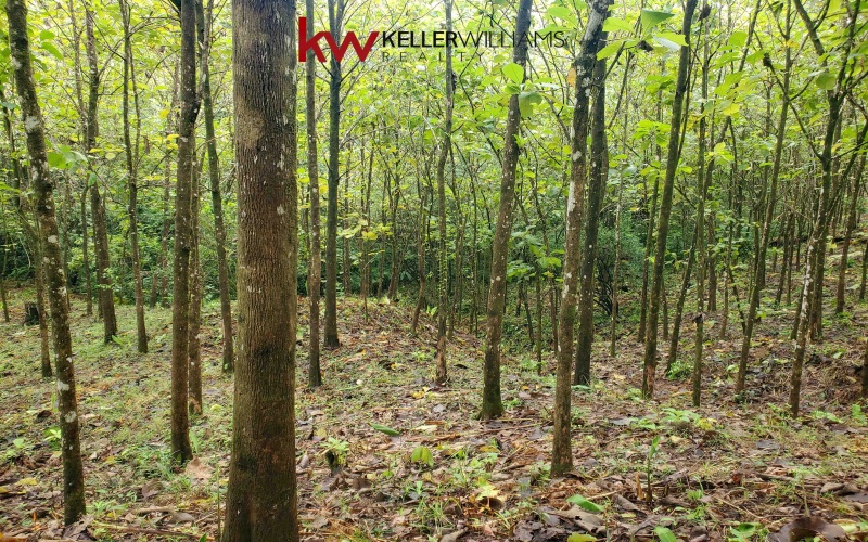 162 acres, 65 hectares. Large farm. Ocean view, Land for sale, Real estate for sale, Properties for sale, Bienes raices, Teak Farm, Keller Williams, Waterfall, Surf property, Pavones Point, Pilon main point, Salea, 