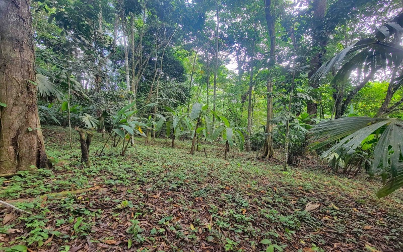 Land for sale, 38 hectares, 95 acres, Cuervito, Pavones, Mountain land, Beach properties, Costa Rica, real estate for sale, Pavones real estate for sale, Lote en venta, 