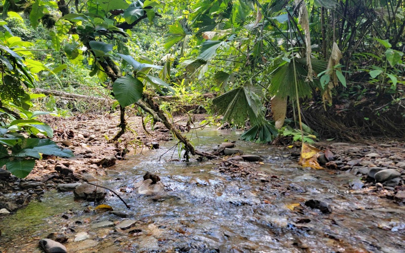 Piedras Blancas, National Park, Golfito, Osa, farm, 98 hectares, large parcel, Costa Rica, Real estate for sale, Land for sale, Land for development, Fire sale, Sale