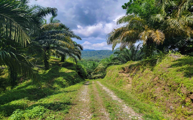 Piedras Blancas, National Park, Golfito, Osa, farm, 98 hectares, large parcel, Costa Rica, Real estate for sale, Land for sale, Land for development, Fire sale, Sale