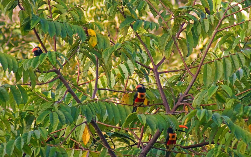 A bird sits outside Casa Del Sol, 2 bed 2 bath home for sale in Pavones Costa Rica