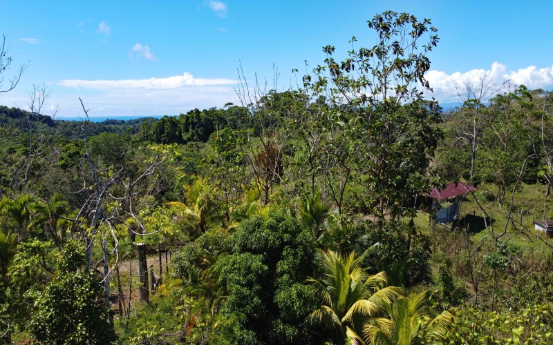 Farm for sale, Finca, Se Vende, Real estate, Real Estate agent, Costa rica, Pavones, 14 hectares, 34 acres, land for sale, Lot for sale