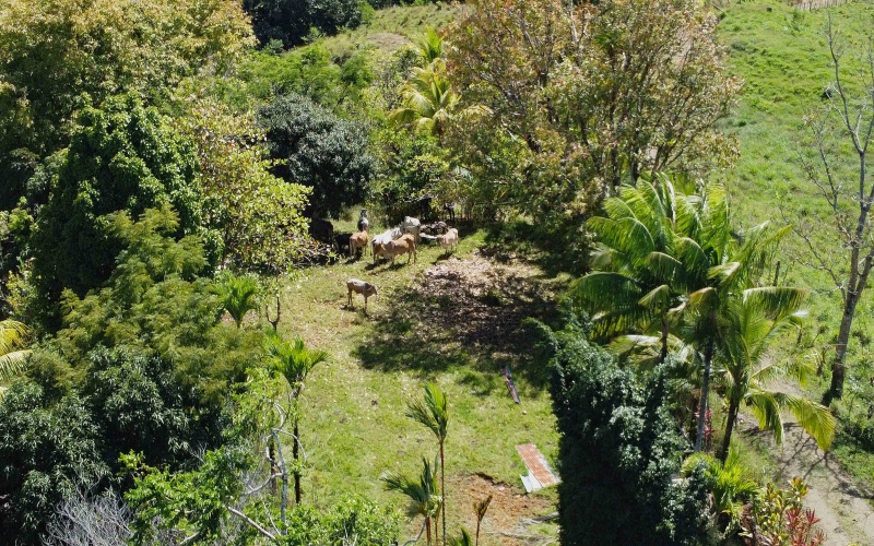 Farm for sale, Finca, Se Vende, Real estate, Real Estate agent, Costa rica, Pavones, 14 hectares, 34 acres, land for sale, Lot for sale