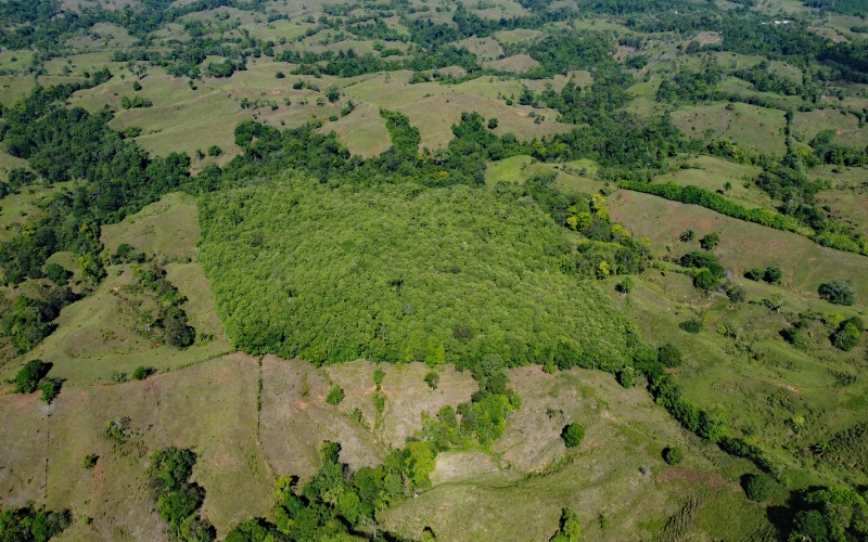 Teak Farm, Farm, For Sale, Se Vende, Finca, Teca, Land by the beach, Ocean view land, Finca con vista al mar, Pavones, Pilon, Zancudo, Costa Rica, Keller Williams, Eric Chavarria, Real Estate for sale, en venta, Land, Lot, 