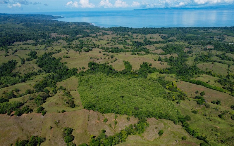 Teak Farm, Farm, For Sale, Se Vende, Finca, Teca, Land by the beach, Ocean view land, Finca con vista al mar, Pavones, Pilon, Zancudo, Costa Rica, Keller Williams, Eric Chavarria, Real Estate for sale, en venta, Land, Lot, 