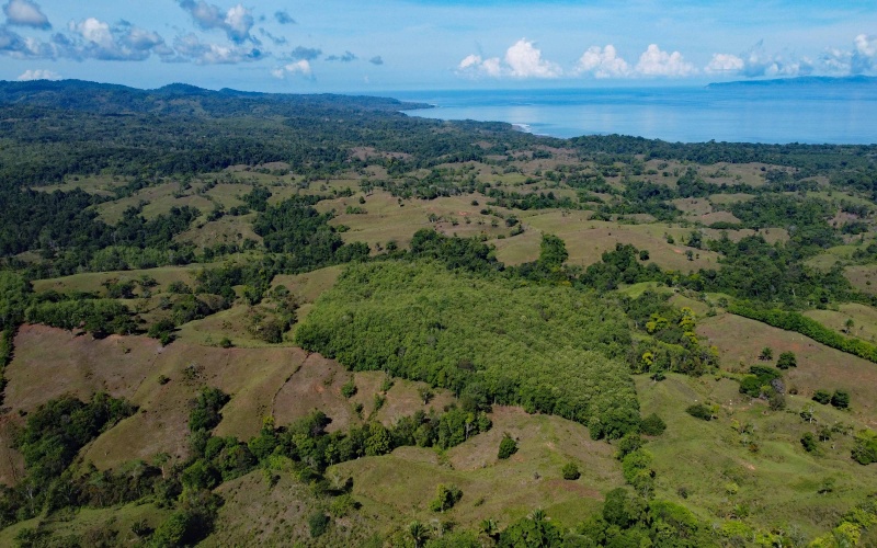 Teak Farm, Farm, For Sale, Se Vende, Finca, Teca, Land by the beach, Ocean view land, Finca con vista al mar, Pavones, Pilon, Zancudo, Costa Rica, Keller Williams, Eric Chavarria, Real Estate for sale, en venta, Land, Lot, 