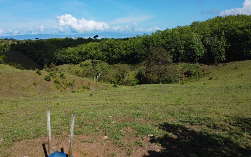 Teak Farm, Farm, For Sale, Se Vende, Finca, Teca, Land by the beach, Ocean view land, Finca con vista al mar, Pavones, Pilon, Zancudo, Costa Rica, Keller Williams, Eric Chavarria, Real Estate for sale, en venta, Land, Lot, 